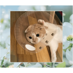 chisa_20240210175144