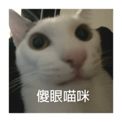 櫻吉2