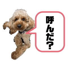 pokopoko_20240211012537