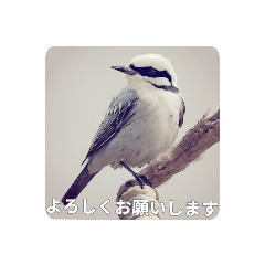 shida sako_20240210170057_bird