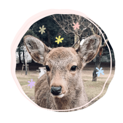 Days spent with deer in Nara