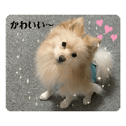 Foxface dog ryu