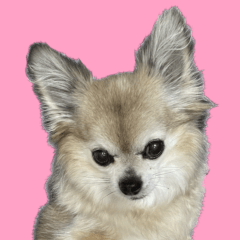 Chihuahua pyonpyon
