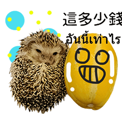 Hedgehog funny cute(Thailand)-12-47