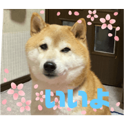 fuwawa_20240211141532