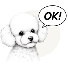 Adorable and beloved white toy poodle2