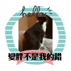 波比生活記