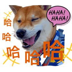 Shiba_taco愛你喔
