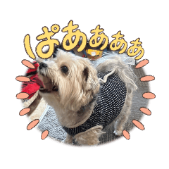 sakura_20240211191755