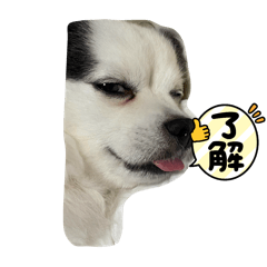 suzu_20240212003437