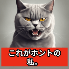 Cheeky British Shorthair
