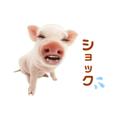 Pig_20240211210221