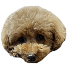 toy poodle*stamp