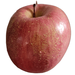食品シリーズ : 林檎 (リンゴ) #9