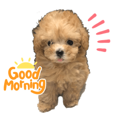 tsubaki_20240212153553