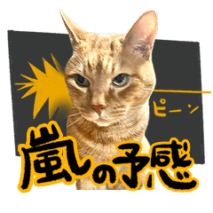 CAT ARASHI