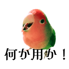 コザクラインコのハル2