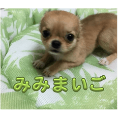 puutandesu
