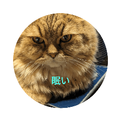 sakura_20240212193728