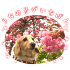 genmai_20240212201503