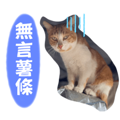 The Daily Language of Cats 02