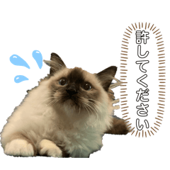 omochi_20240212220236