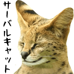 The feeling that the serval is obedient