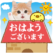 Cute cat 24