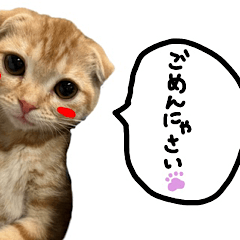 Koharu is cute cat