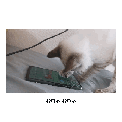 私んちの猫パート2