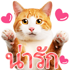Red white cat photo sticker.Thai ver.