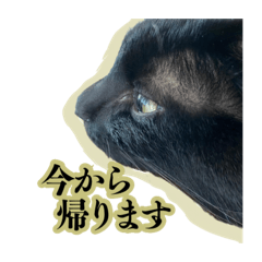 黒猫ぼーちゃん　敬語編