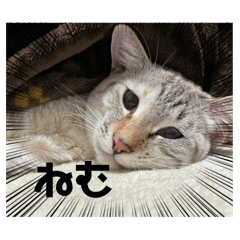 nao_20240213222230