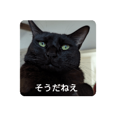 cocoa_cat: