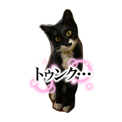 猫ミーム 黒猫ver.