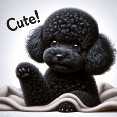 Selfish Black Toy Poodle 4