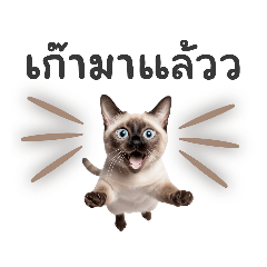 Fisho cute cat - Everyday Word Stickers