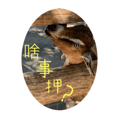 澳洲動物表情包