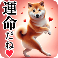 Shiba Inu [Real 2] Days in Love, Heart