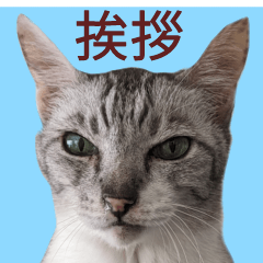 minimini photo cat sticker