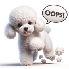 Adorable and beloved white toy poodle3