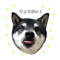 黒柴さんの生活