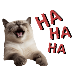 Cute Siamese cat, Everyday words English