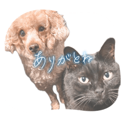 dog &cat story