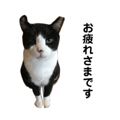 猫のぎゅうさん♂パート2