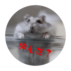 Hamsterstamp_Goma