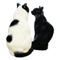 Cat Sticker mituo & fuu cat's Day(22/2)