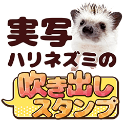 hedgehog speech bubble Sticker