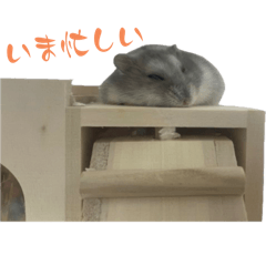 Hamsterstamp_Goma2