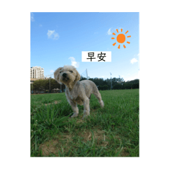 小布丁合集